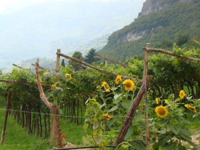 Agritur Maso Spezial Villa Villa Lagarina Стая снимка